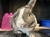 adoptable Rabbit in  named HANDSOME