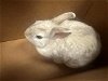 adoptable Rabbit in  named CREAM