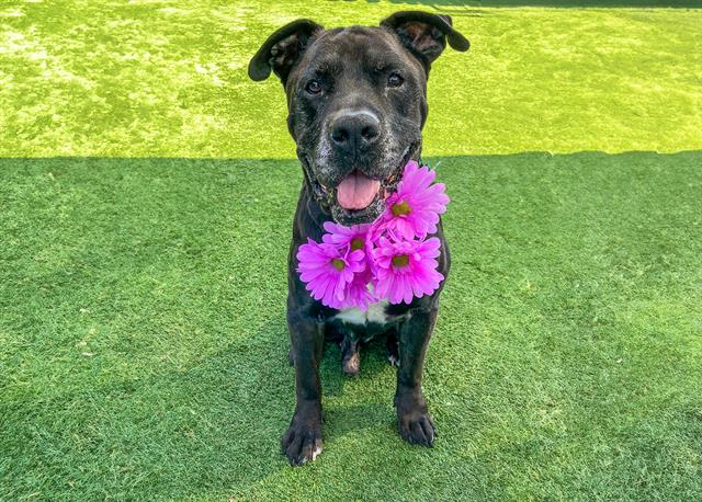 adoptable Dog in Orange, CA named FINLEY