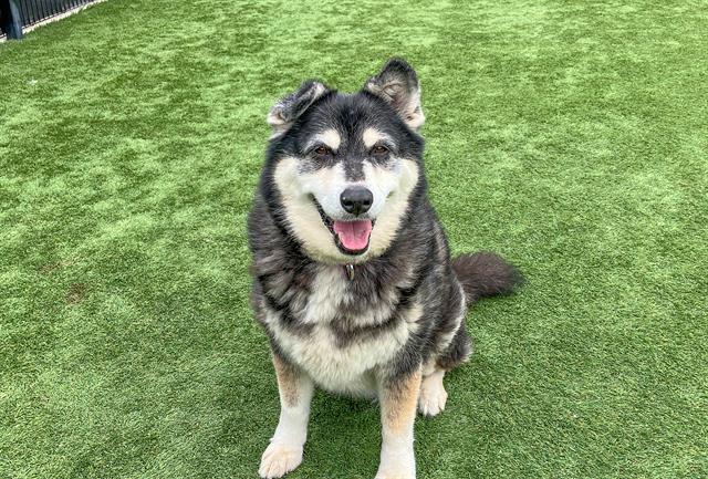 adoptable Dog in Orange, CA named GHOST