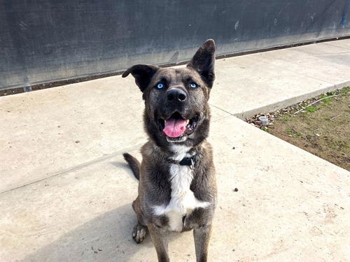 picture of the dog needing adoption