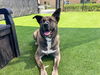 adoptable Dog in orange, CA named ACE