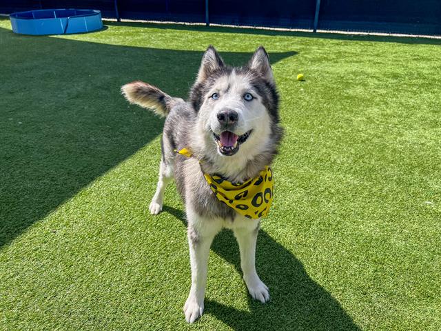 adoptable Dog in Orange, CA named ANDOR