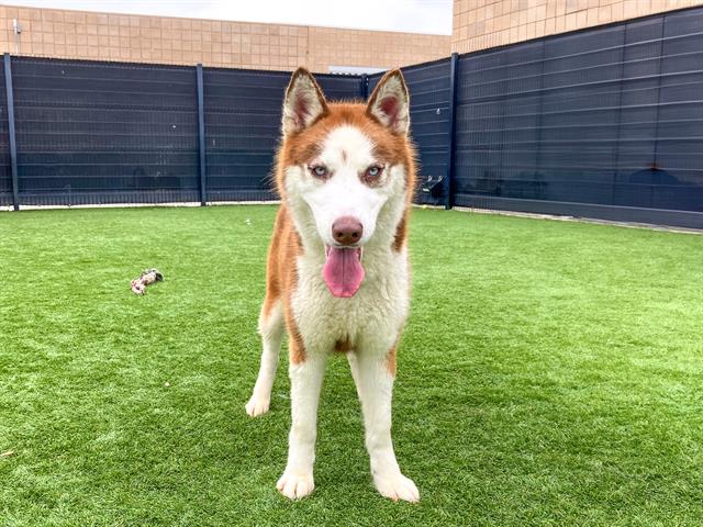 adoptable Dog in Orange, CA named SIERRA