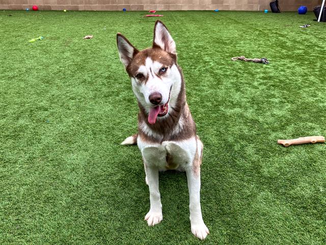 adoptable Dog in Orange, CA named SHEEBA