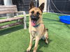 adoptable Dog in Orange, CA named BARRY