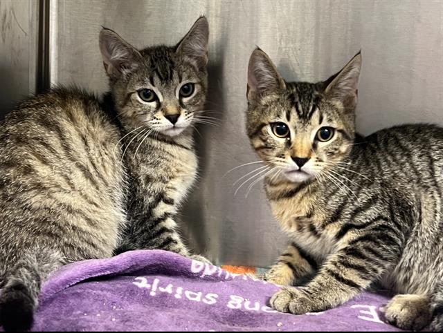 adoptable Cat in Orange, CA named DORADO