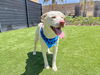 adoptable Dog in Orange, CA named EDGAR