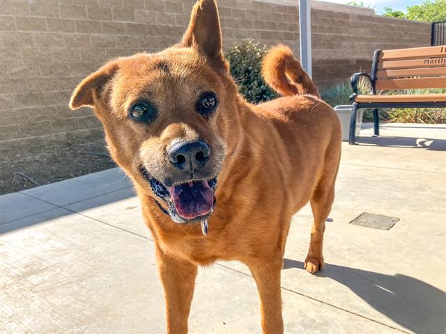 adoptable Dog in Orange, CA named MARTY