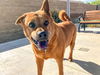 adoptable Dog in Orange, CA named MARTY