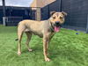 adoptable Dog in Orange, CA named KYLIE