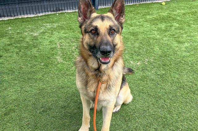 adoptable Dog in Orange, CA named NIKE