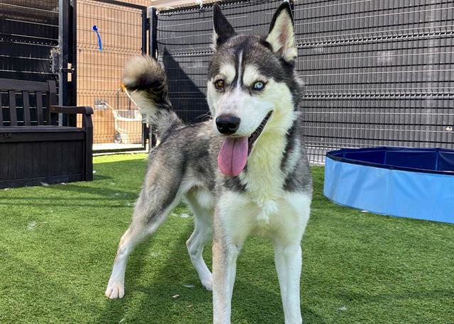 adoptable Dog in Orange, CA named TURBO