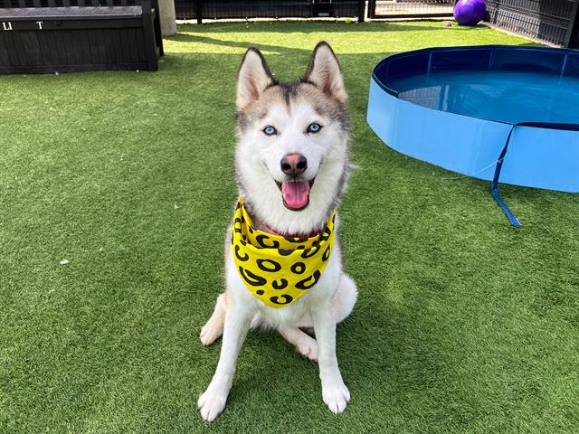 adoptable Dog in Orange, CA named BRISK