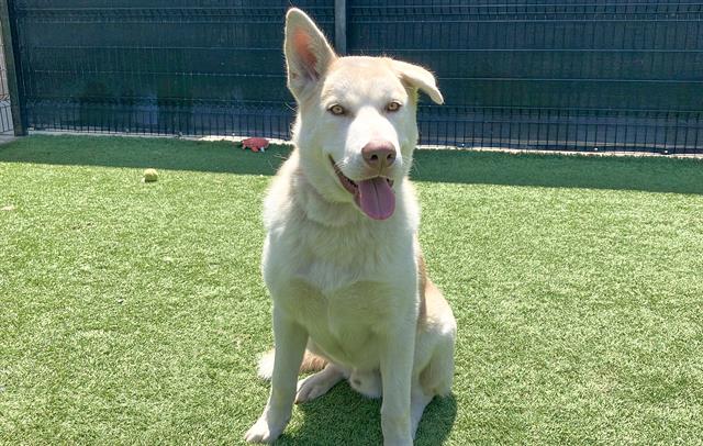 adoptable Dog in Orange, CA named JAGGER