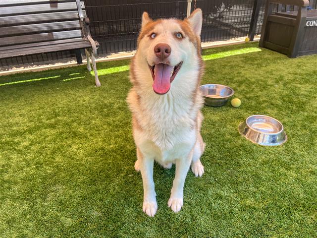 adoptable Dog in Orange, CA named HARKIN