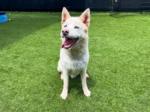 adoptable Dog in Orange, CA named JOE