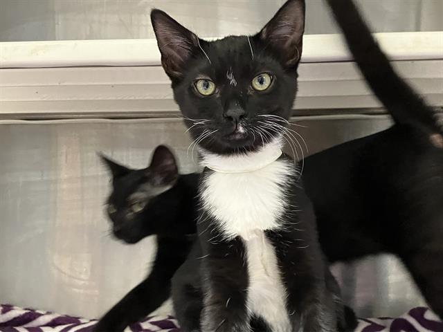 adoptable Cat in Orange, CA named HONOR