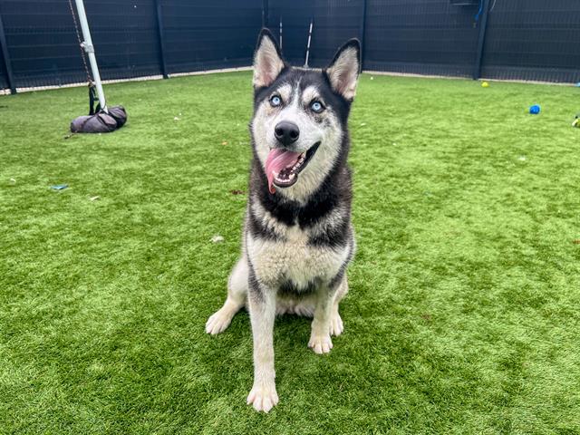 adoptable Dog in Orange, CA named NONA