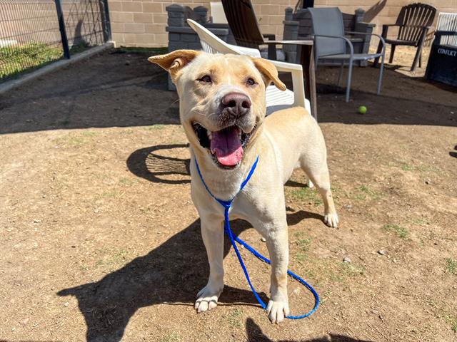 adoptable Dog in Orange, CA named PIPPIN