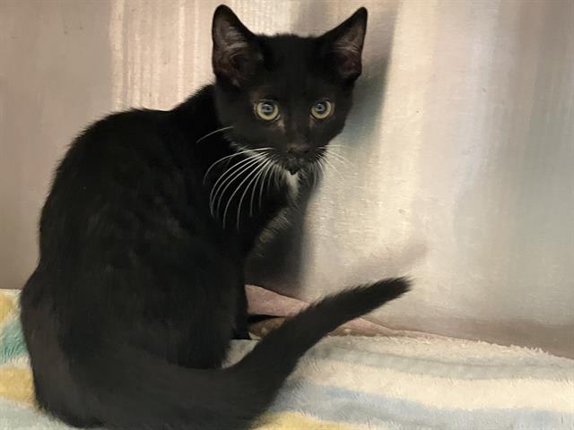 adoptable Cat in Orange, CA named HELEN