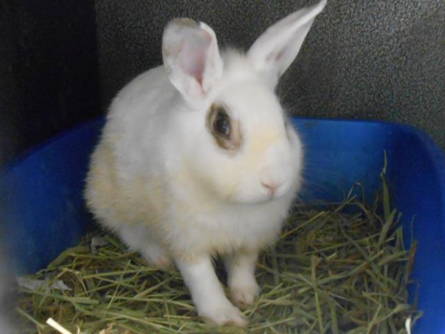 adoptable Rabbit in Orange, CA named BLACKBERRY