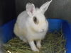 adoptable Rabbit in Orange, CA named BLACKBERRY