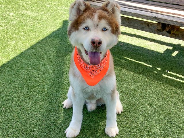 adoptable Dog in Orange, CA named MISHKA