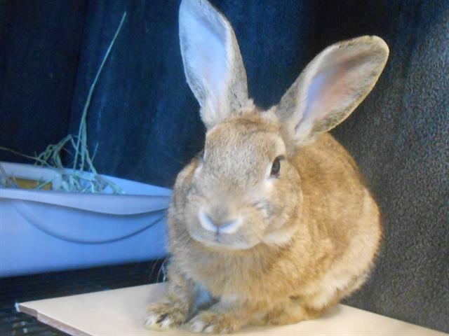 adoptable Rabbit in Orange, CA named WILLIAM