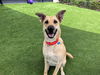 adoptable Dog in Orange, CA named MERCEDES