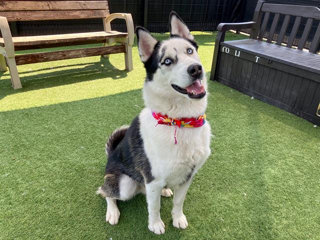 adoptable Dog in Orange, CA named LEONARDO