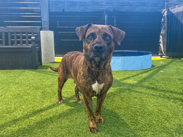 adoptable Dog in Orange, CA named BIRDIE