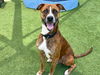 adoptable Dog in Orange, CA named DONALD