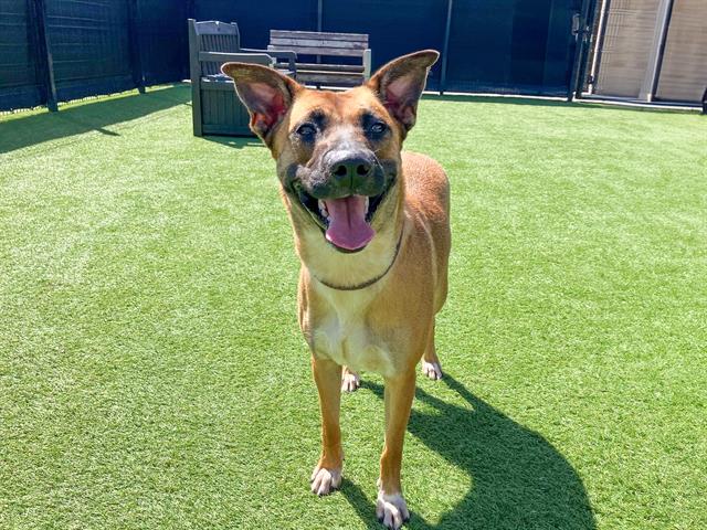 adoptable Dog in Orange, CA named GINGER