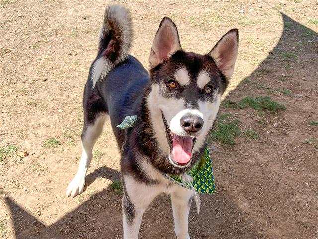 adoptable Dog in Orange, CA named JACK