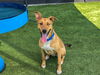 adoptable Dog in Orange, CA named ELLA