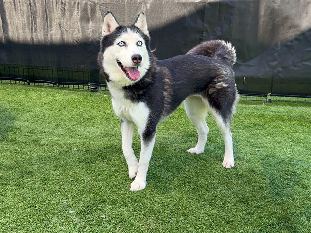 adoptable Dog in Orange, CA named JEN