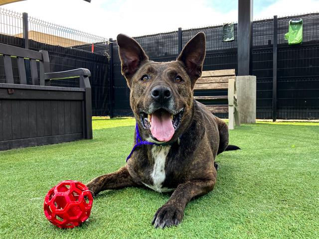 adoptable Dog in Orange, CA named ANISTON