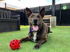 adoptable Dog in orange, CA named ANISTON