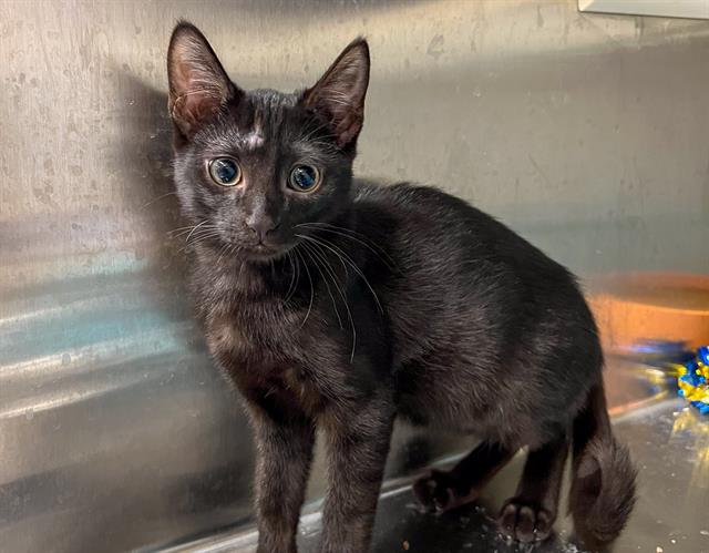 adoptable Cat in Orange, CA named NICCO