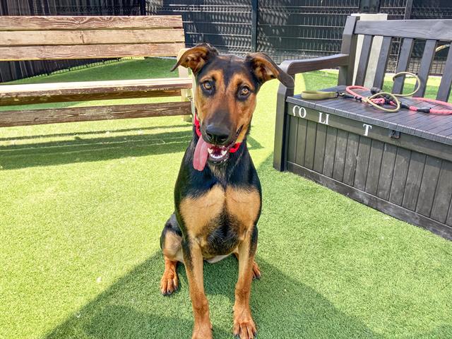 adoptable Dog in Orange, CA named BETTY