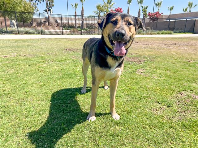 adoptable Dog in Orange, CA named BISCUIT