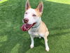 adoptable Dog in Orange, CA named KOA