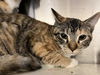 adoptable Cat in Orange, CA named HANNAH