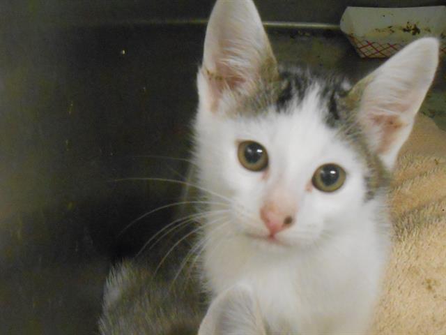 adoptable Cat in Orange, CA named STEWY