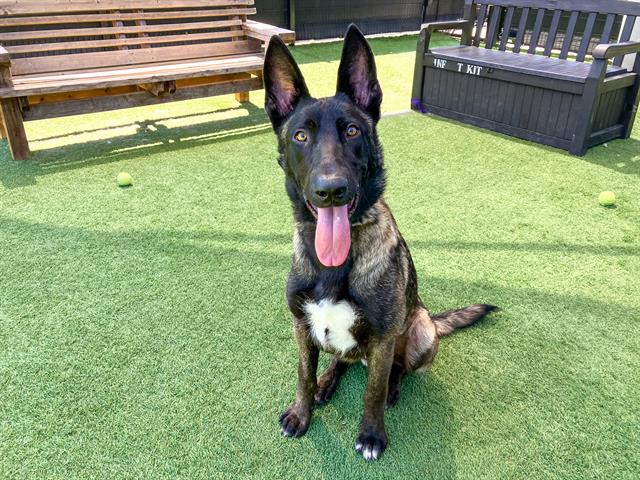 adoptable Dog in Orange, CA named POWELL