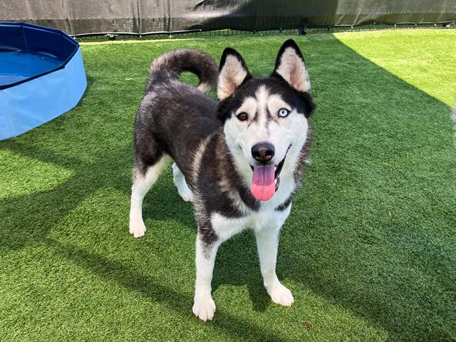 adoptable Dog in Orange, CA named FRANCINE