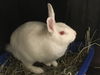 adoptable Rabbit in Orange, CA named SNOWBALL