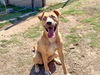 adoptable Dog in Orange, CA named CASHEW