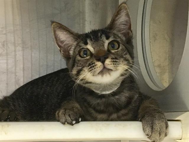 adoptable Cat in Orange, CA named BRODY